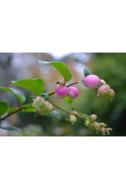 Сніжноягідник рожевий Amethyst 